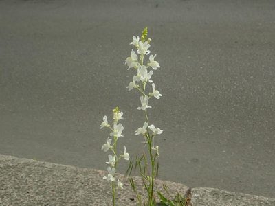 Linaria maroccana, photographed by Alexis Tinker-Tsavalas