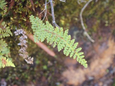 Jamesonia rufescens, photographed by Lena Struwe