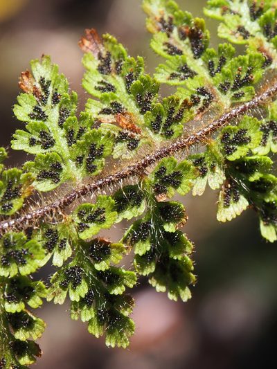 Jamesonia rufescens, photographed by Lena Struwe