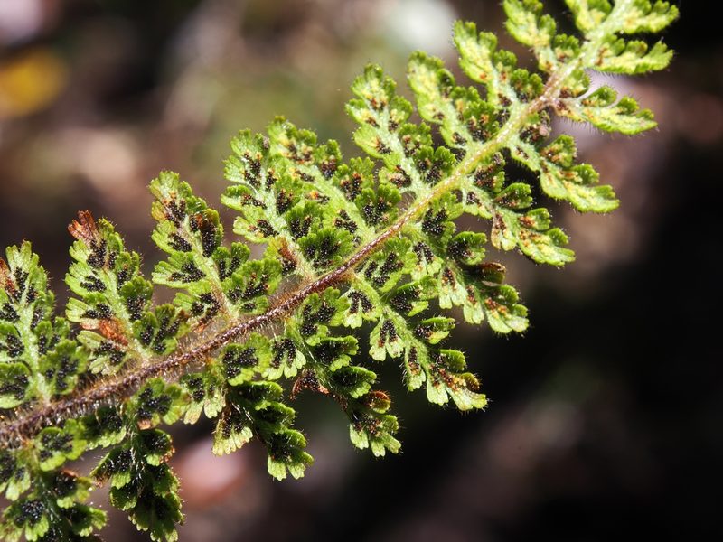 Jamesonia rufescens, photographed by Lena Struwe