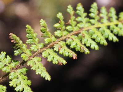 Jamesonia rufescens, photographed by Lena Struwe