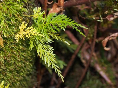 Asplenium fragrans, photographed by Lena Struwe
