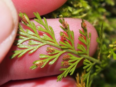 Asplenium fragrans, photographed by Lena Struwe