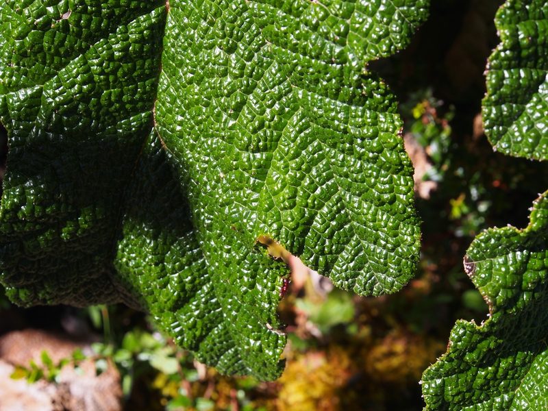 Gunnera talamancana, photographed by Lena Struwe