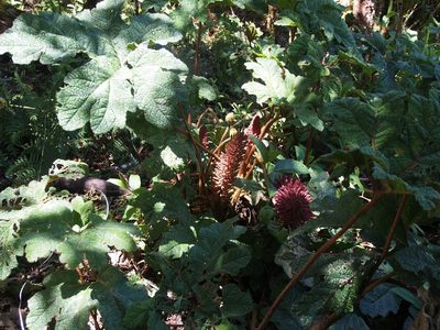Gunnera talamancana, photographed by Lena Struwe