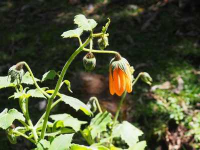 Nasa speciosa, photographed by Lena Struwe