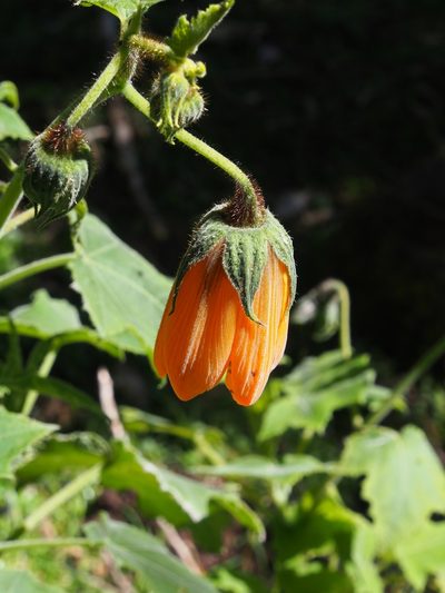 Nasa speciosa, photographed by Lena Struwe