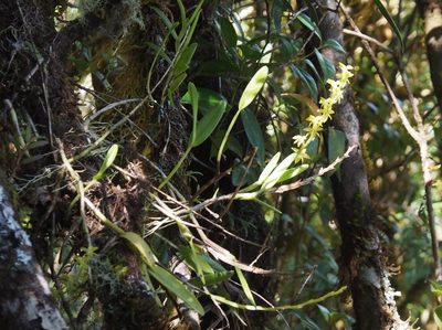 Epidendrum anoglossum, photographed by Lena Struwe