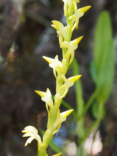 Epidendrum anoglossum, photographed by Lena Struwe