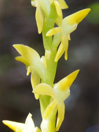 Epidendrum anoglossum, photographed by Lena Struwe