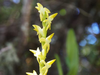 Epidendrum anoglossum, photographed by Lena Struwe