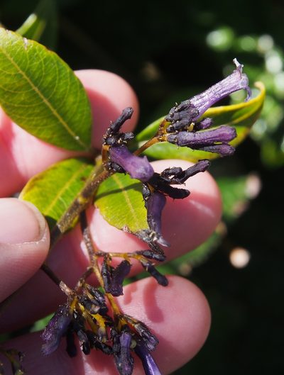 Palicourea adusta, photographed by Lena Struwe