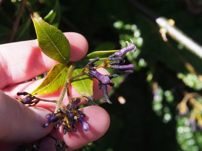 Palicourea adusta, photographed by Lena Struwe