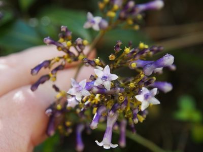 Palicourea adusta, photographed by Lena Struwe