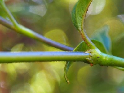 Palicourea adusta, photographed by Lena Struwe
