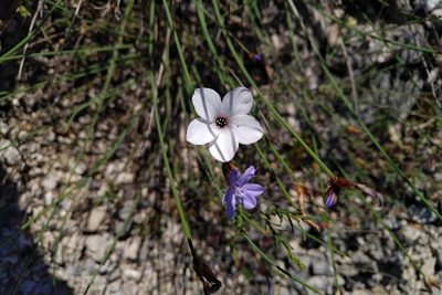Linum appressum, photographed by Julien Tchilinguirian