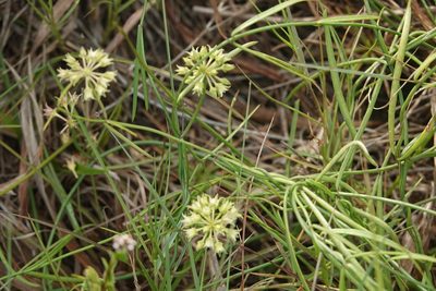 Funastrum angustifolium, photographed by Claire Herzog