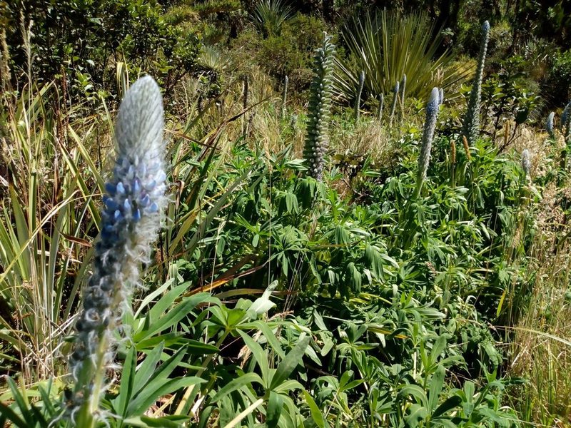Lupinus triananus, photographed by Carlos Alberto Rodriguez