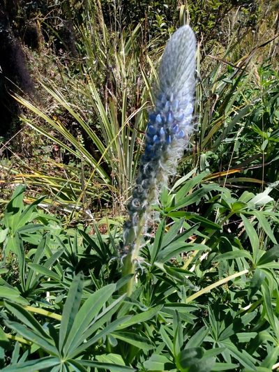 Lupinus triananus, photographed by Carlos Alberto Rodriguez