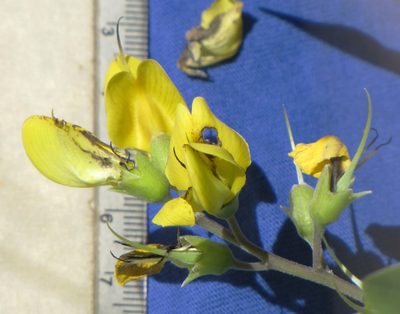 Baptisia cinerea, photographed by Ken Kneidel