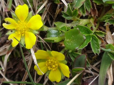 Potentilla brauneana, photographed by Christian Berg