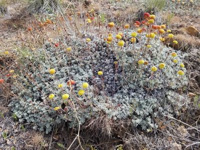 Eriogonum douglasii, photographed by Quinn Campbell