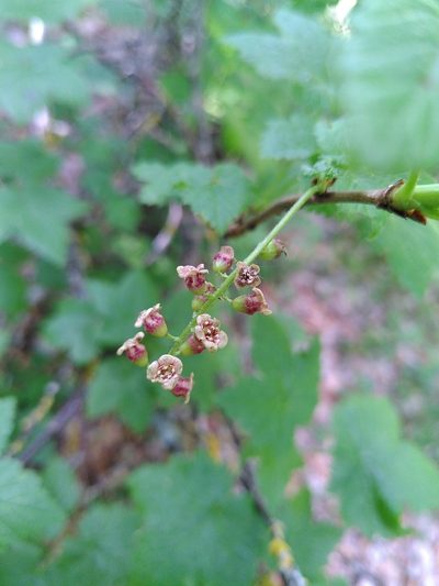 Ribes petraeum, photographed by Yves Bas