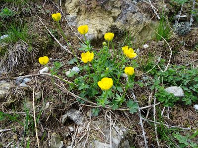 Ranunculus montanus, photographed by Christian Berg