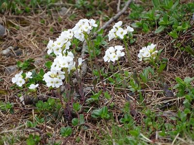 Noccaea alpestris, photographed by Christian Berg