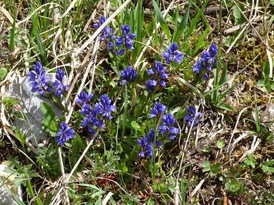 Polygala amara, photographed by Christian Berg