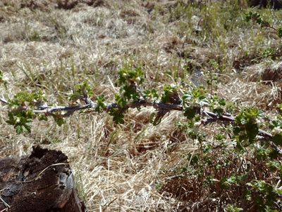 Ribes oxyacanthoides, photographed by Syd Cannings