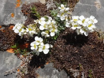Draba stellata, photographed by Christian Berg