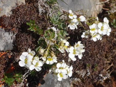 Draba stellata, photographed by Christian Berg