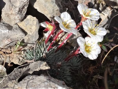 Saxifraga burseriana, photographed by Christian Berg