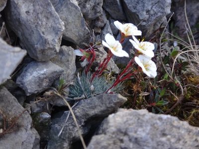 Saxifraga burseriana, photographed by Christian Berg