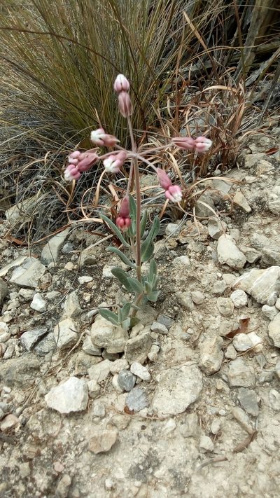 Asclepias virletii, photographed by Leticia Jiménez Hernández
