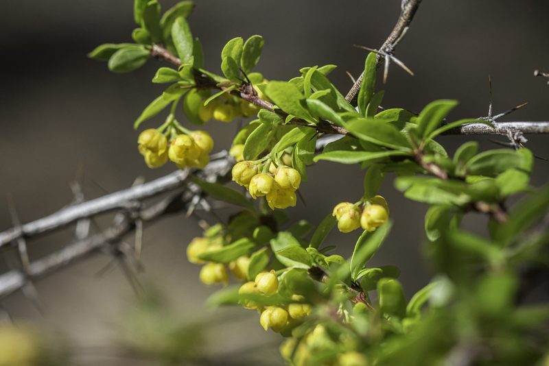 Berberis fendleri, photographed by Craig Martin