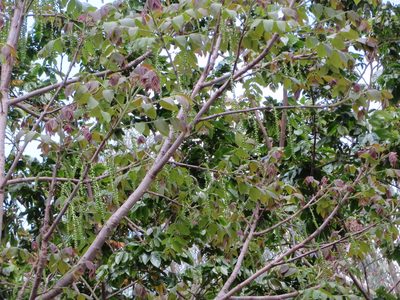 Juglans neotropica, photographed by Jens-Christian Svenning