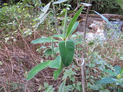 Euphorbia laurifolia, photographed by Jens-Christian Svenning