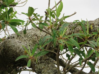 Euphorbia laurifolia, photographed by Jens-Christian Svenning