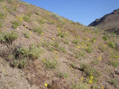 Helianthus cusickii, photographed by Tom Gulya