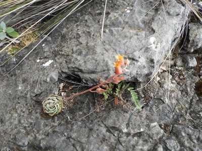 Echeveria cuspidata, photographed by Leticia Jiménez Hernández