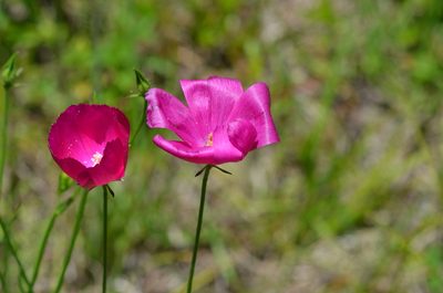 Callirhoe papaver, photographed by Jody Shugart