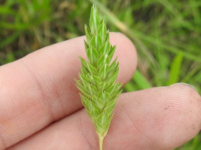 Phalaris caroliniana, photographed by Sam Kieschnick