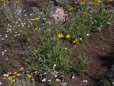 Helianthus cusickii, photographed by Tom Gulya