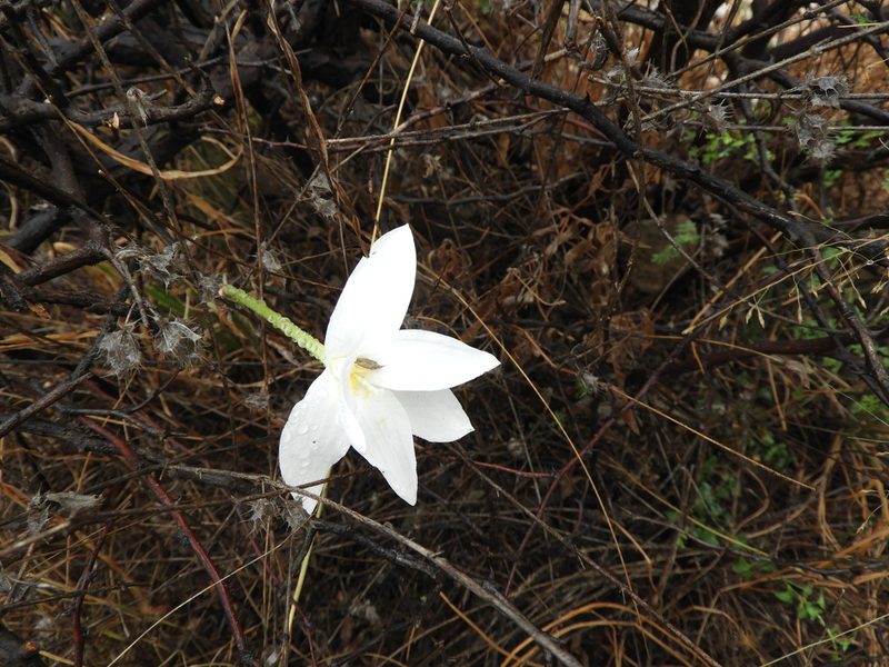 Zephyranthes longituba, photographed by Leticia Jiménez Hernández
