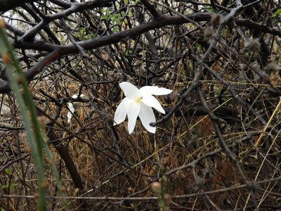 Zephyranthes longituba, photographed by Leticia Jiménez Hernández