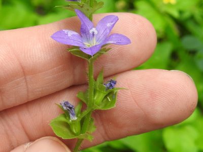 Triodanis texana, photographed by Sam Kieschnick