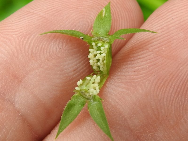 Triodanis texana, photographed by Sam Kieschnick