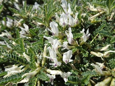 Astragalus tragacantha, photographed by Thomas Koffel